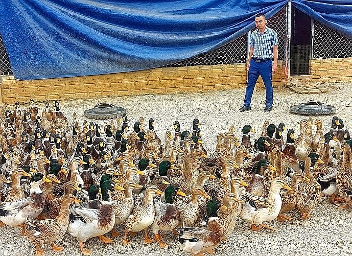 Đàn vịt bầu Quỳ đặc sản của hộ anh Vi Nhật Kế ở xã Diên Lãm (Quỳ Châu). 