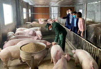 Giá heo hơi hôm nay 7/12 đồng loạt giảm mạnh, đề xuất thu mua dự trữ thịt heo để bình ổn giá