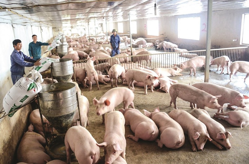 Giá heo hơi tiếp tục giảm sâu khiến người chăn nuôi khó khăn vì thua lỗ. Giá heo hơi tiếp tục giảm sâu khiến người chăn nuôi khó khăn vì thua lỗ.