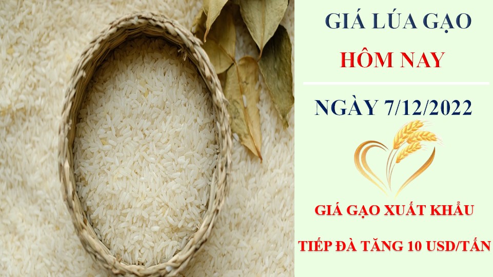 Giá lúa gạo hôm nay 7/12/2022: Giá gạo xuất khẩu tiếp tục đà tăng 10 USD/tấn