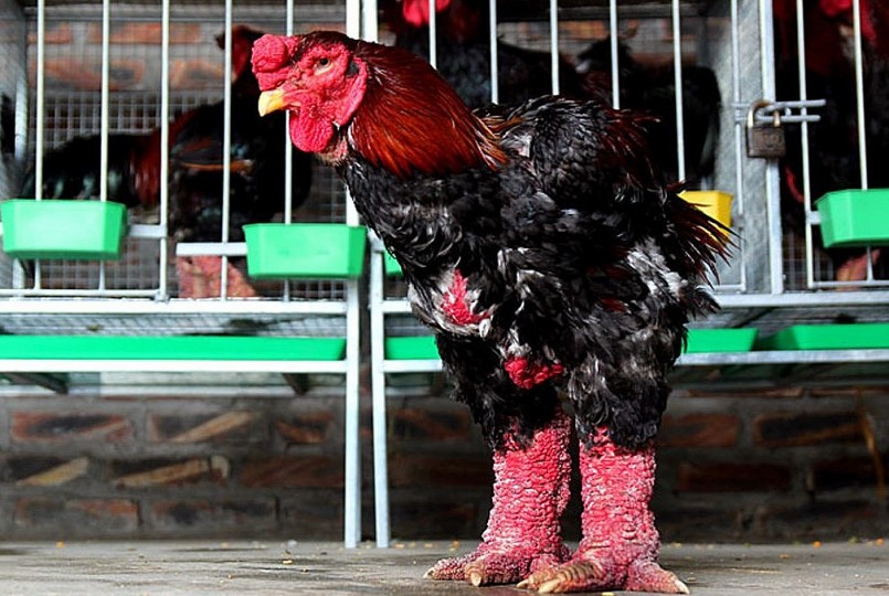 Những cặp chân gà Đông Tảo khủng thường có giá đắt đỏ vào dịp Tết và không dễ mua.