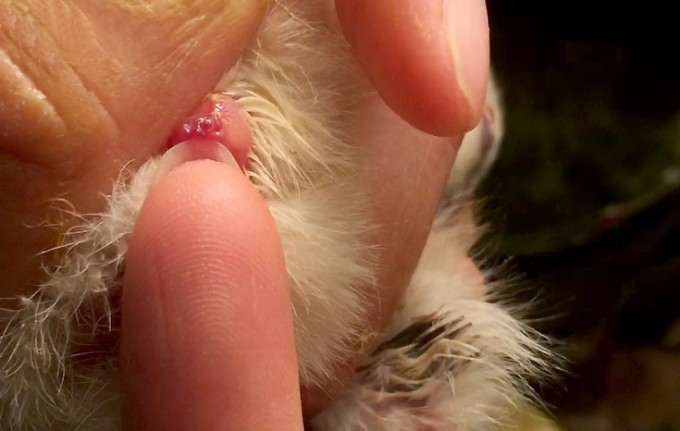 Một chú gà trống có gai giao cấu điển hình ở hậu môn