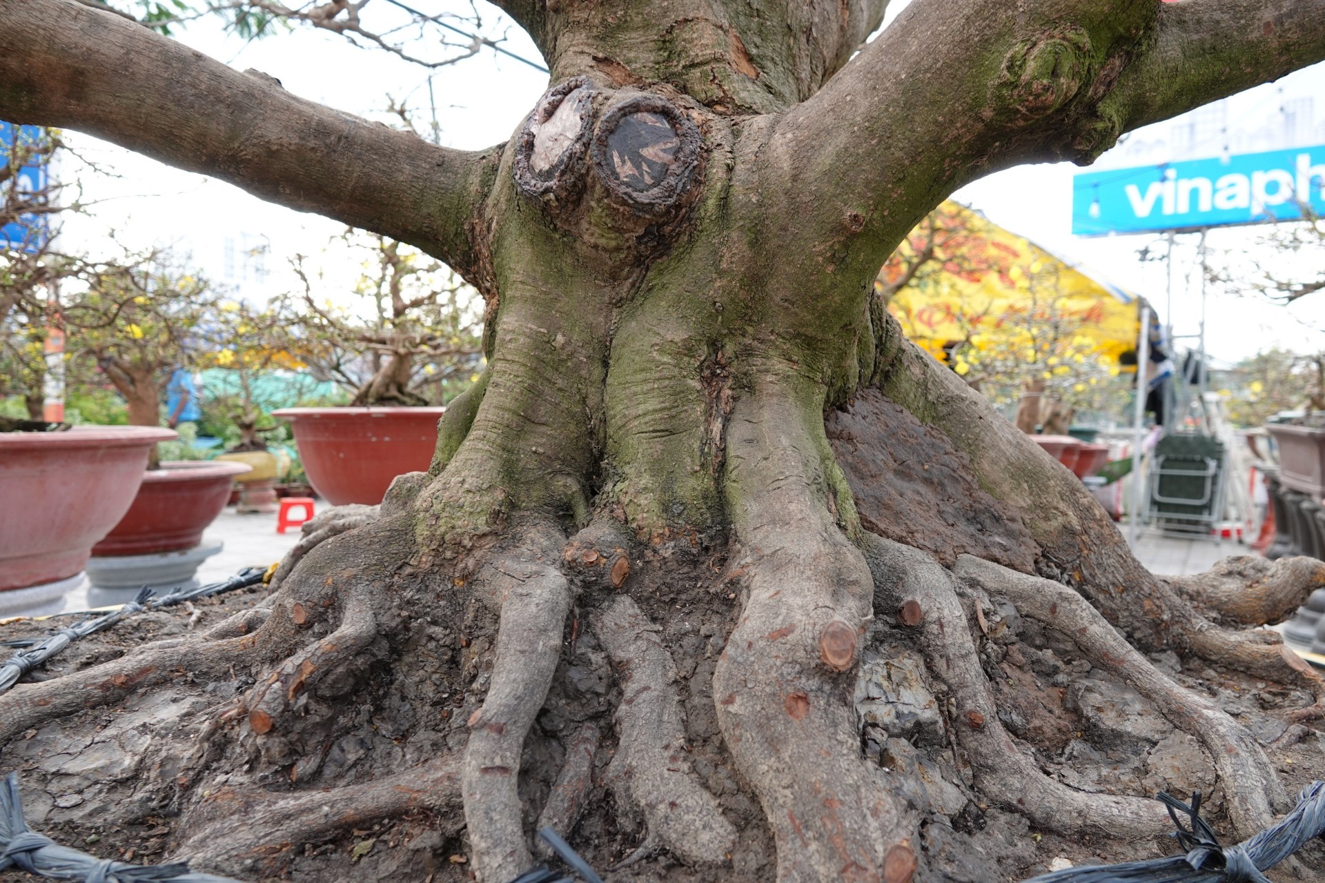 Gốc cây mai