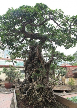 Kinh ngạc với cây cảnh sanh cổ gần 100 tán, đại gia trả 8 lô đất ở Hà Nội vẫn lắc đầu