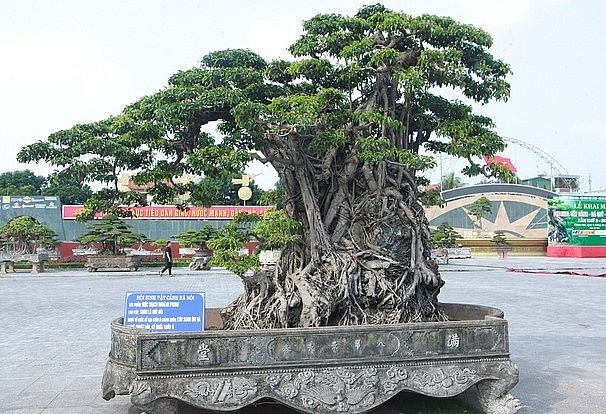 Theo kết quả giám định của bộ môn Dược liệu trường Đại học Dược Hà Nội vào năm 2010, xét theo mẫu vật lấy tại cành của cây sanh cổ này khoảng 165 năm tuổi.