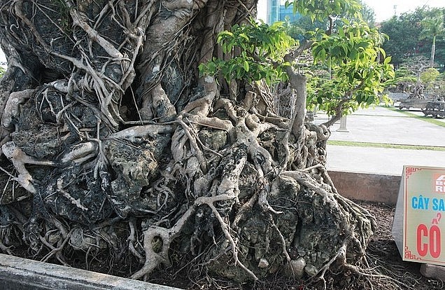 Quần thể cây sanh cổ có phần thân chính chạy thành một dải kết bện thành mảng quyện vào đá, chỉ còn lại một phần rất nhỏ nổi ra bên ngoài. 