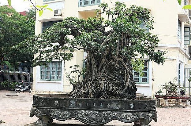 Tuy nhiên, trên thực tế, tuổi thọ của cây sanh cổ thụ này còn cao hơn nhiều, bởi qua năm tháng cây cảnh biến dị nên việc xác định chính xác số tuổi rất khó khăn.