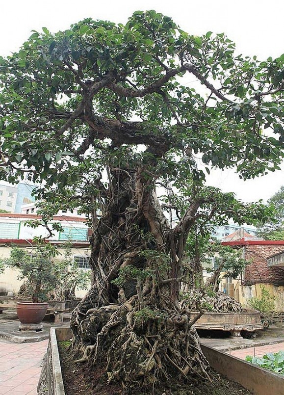 Trải qua lịch sử hàng trăm năm, dấu tích của thời gian chính là sự tương giao hòa hợp, cây và đá nương tựa vào nhau trường tồn cùng thời gian hội tụ ở siêu cây cảnh này.