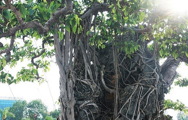 Cây sanh cảnh cổ thụ độc lạ này có khoảng gần 100 tán.