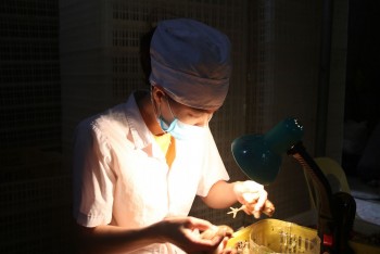 Ngồi soi giới tính gà kiếm 60 triệu đồng/tháng, việc nhẹ lương cao sao khó tuyển người làm