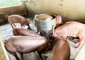 Những tuyệt chiêu nuôi lợn cháy hàng trong dịp Tết thu lãi đều tay