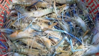 Người nông dân Bỉm Sơn bỏ túi hàng trăm triệu đồng nhờ hướng đi mới