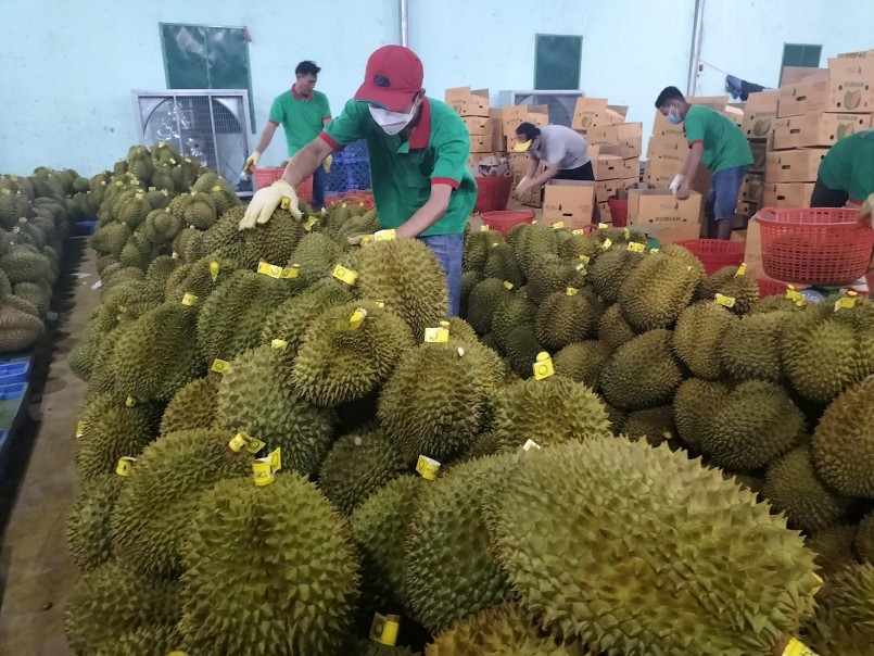 Sầu riêng được xuất khẩu chính ngạch sang Trung Quốc Sầu riêng được xuất khẩu chính ngạch sang Trung Quốc