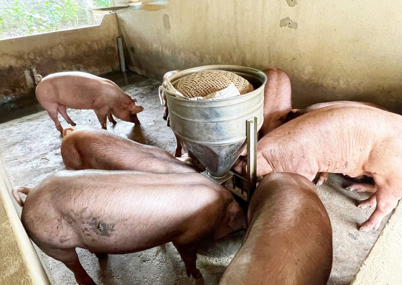 Những trang trại nuôi lợn đặc sản với tuyệt chiêu không lo rớt giá.