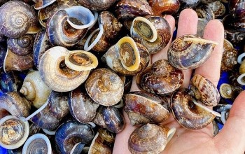 Con đặc sản ăn lá cây, thích nơi ẩm ướt là con gì mà bán 160.000 đồng/kg có tiền cũng khó mua