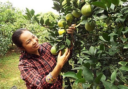 Những trái cam vàng căng mọng được thu mua với giá cao khiến người trồng cam Cao phong phấn khởi. Những trái cam vàng căng mọng được thu mua với giá cao khiến người trồng cam Cao phong phấn khởi.