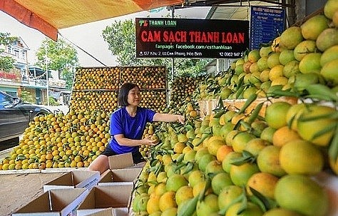 Cam Cao Phong trồng theo tiêu chuẩn VietGAP, chất lượng ngày càng ngon hơn, được người tiêu dùng ưa chuộng. Cam Cao Phong trồng theo tiêu chuẩn VietGAP, chất lượng ngày càng ngon hơn, được người tiêu dùng ưa chuộng.