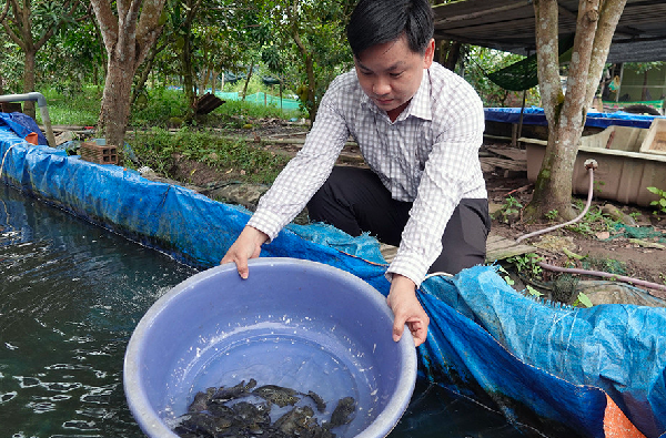 Anh Thức bên chậu cá giống