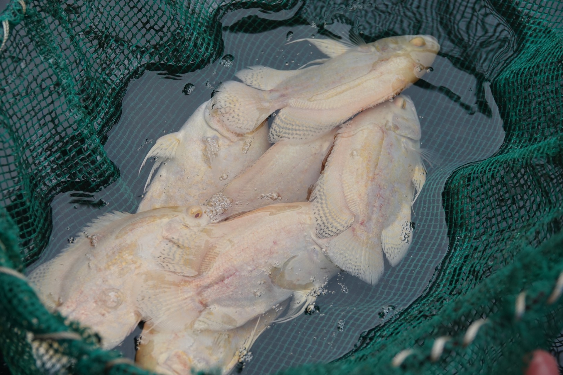 Mô hình nuôi cá tai tượng mang lại hiệu quả kinh tế cao