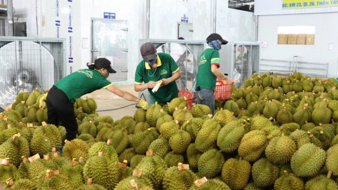 Đã có dấu hiệu gian lận mã số vùng trồng, mã số cơ sở đóng gói sầu riêng