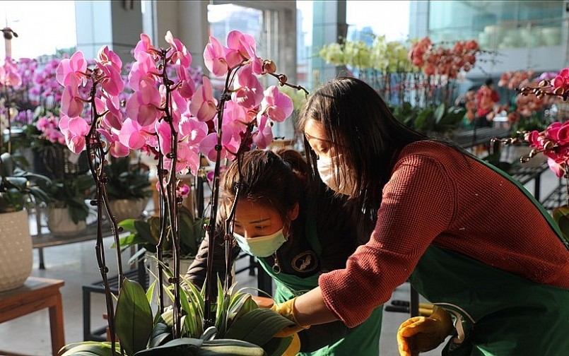 Theo anh Thể, để cây lan cho hoa đẹp thì người trồng phải hiểu được đặc tính của loài lan. 