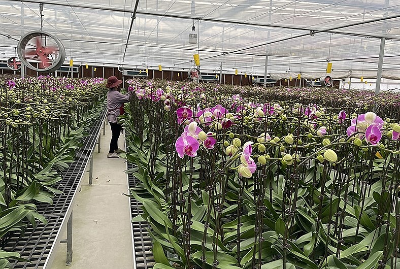 Vườn lan hồ điệp có thể điều khiển lan ra hoa đáp ứng nhu cầu của thị trường.