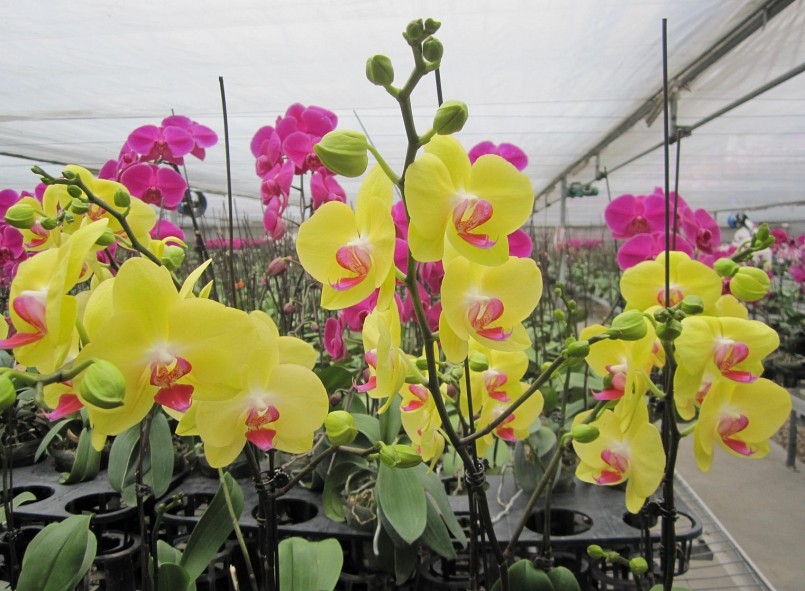 Lan hồ điệp thường được ưa chuộng vào những dịp Tết (Ảnh minh họa)