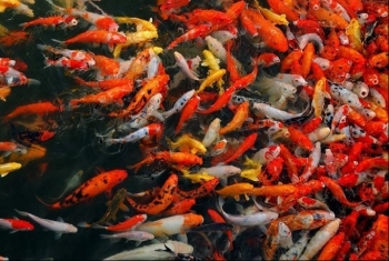 Kinh ngạc với mô hình nuôi cá chép Koi lai, ếch nhàn lại chi phí thấp, thu 8 tỷ đồng/năm