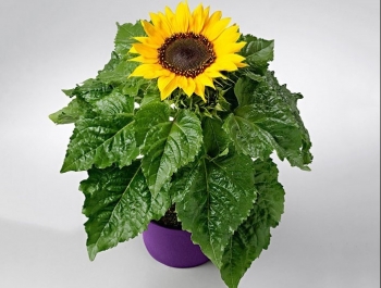 Bí quyết trồng hoa hướng dương tại nhà nở vàng rực chơi Tết