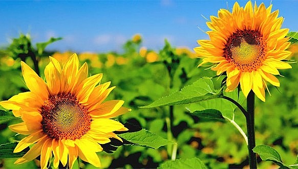 Hoa hướng dương là loại hoa được ưa chuộng đặc biệt trong những dịp lễ Tết. 