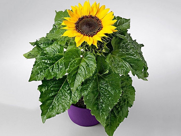 Sở hữu chậu hoa hướng dương vàng rực đúng dịp Tết do chính tay mình chăm sóc sẽ rất thú vị.