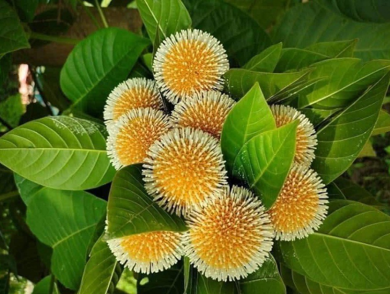 Loại quả quê xưa làm hàng rào, nay là đặc sản ngon nức tiếng 120.000đồng/kg