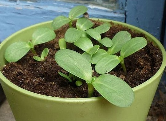 Bí quyết trồng hoa hướng dương tại nhà cũng rất đơn giản.