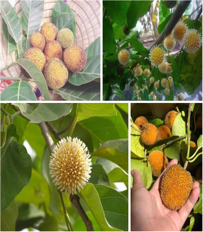 Loại quả quê xưa làm hàng rào, nay là đặc sản ngon nức tiếng 120.000đồng/kg