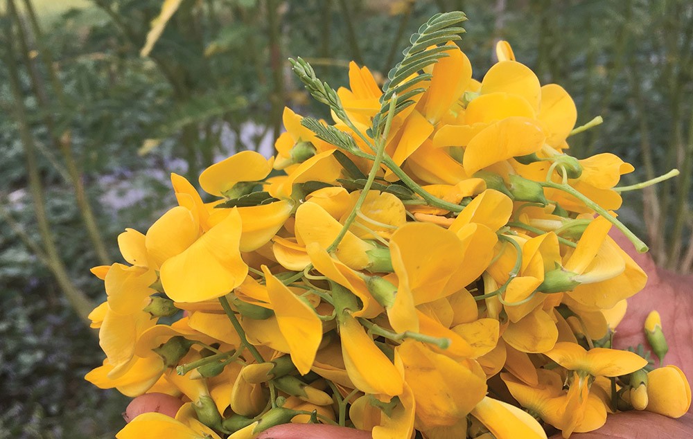 Những loại rau dại xưa nhà nghèo mới ăn, nay đi chuyên cơ ra phố thành đặc sản đắt hơn thịt lợn