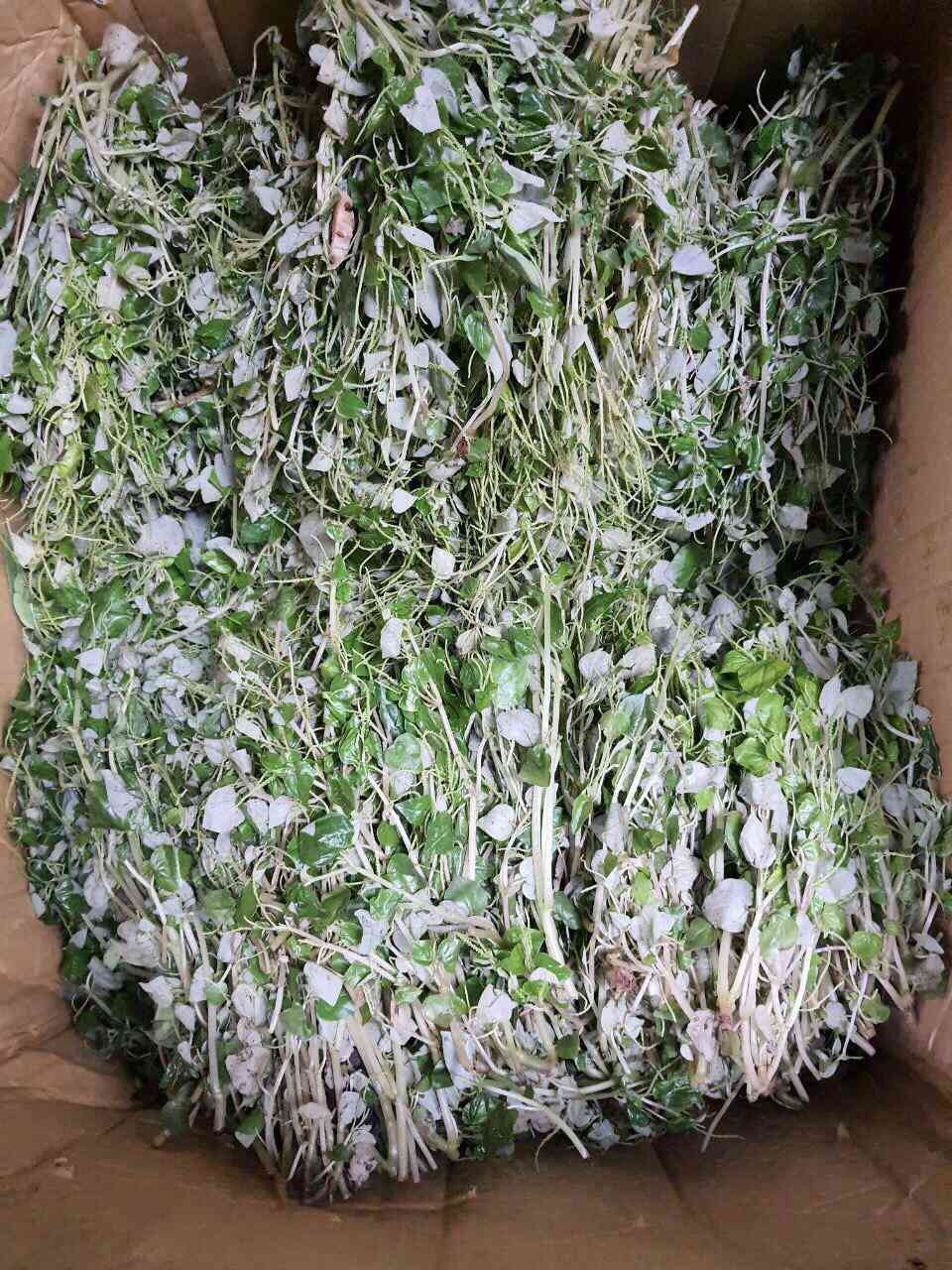 Những loại rau dại xưa nhà nghèo mới ăn, nay đi chuyên cơ ra phố thành đặc sản đắt hơn thịt lợn