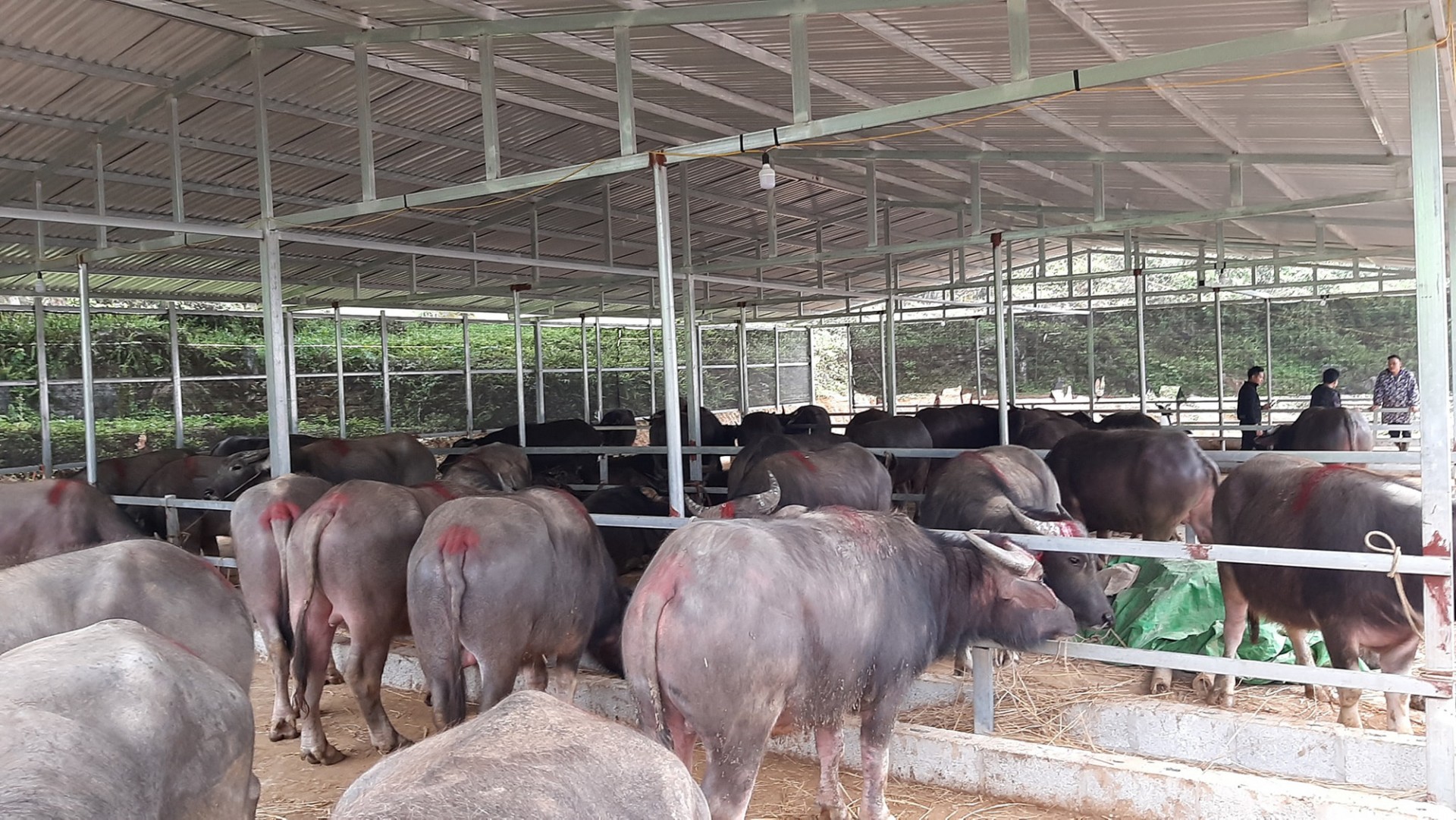 Không để xảy ra tình trạng buôn bán, vận chuyển trái phép trâu, bò vào Việt Nam