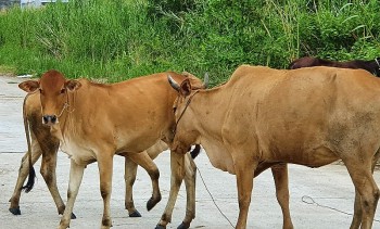 Buôn bán trâu bò qua biên giới diễn biến phức tạp, Bộ Nông nghiệp chỉ đạo khẩn