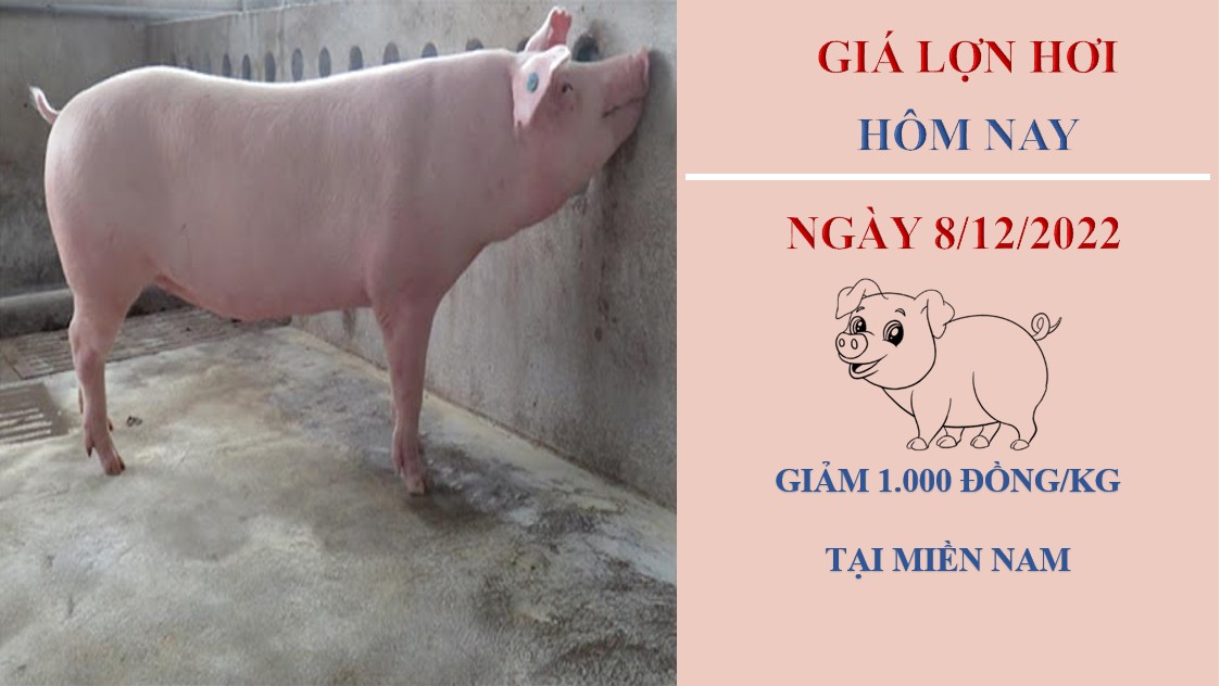 Giá heo hơi hôm nay 8/12/2022: Giảm 1.000 đồng/kg tại một số tỉnh miền Nam