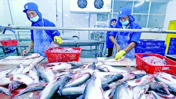 Xuất khẩu cá tra sang Trung Đông năm 2023 sẽ ra sao?