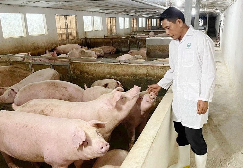 Người chăn nuôi heo vẫn đang chờ giải pháp nhằm hỗ trợ giá heo đi lên để vượt qua giai đoạn khó khăn này.