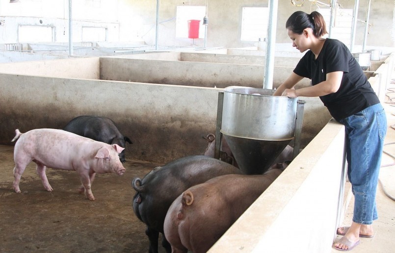 Giá heo hơi hôm nay 8/12 tại miền Nam tiếp đà giảm, các khu vực khác chững giá. 