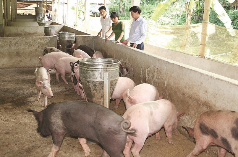 Giá heo hơi hôm nay phản ánh diễn biến thị trường thịt heo đang bất ổn khi cung lớn hơn cầu.