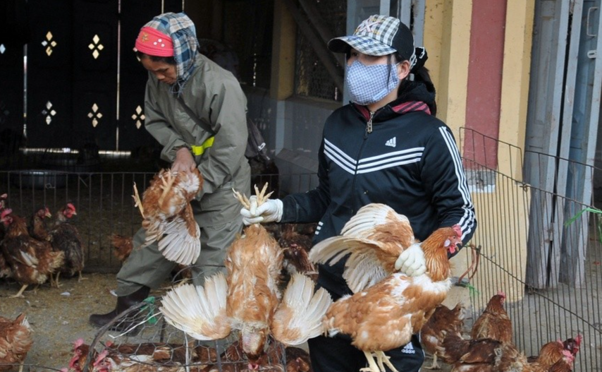 Người chăn nuôi thấp thỏm chờ giá bán lợn, gà dịp Tết