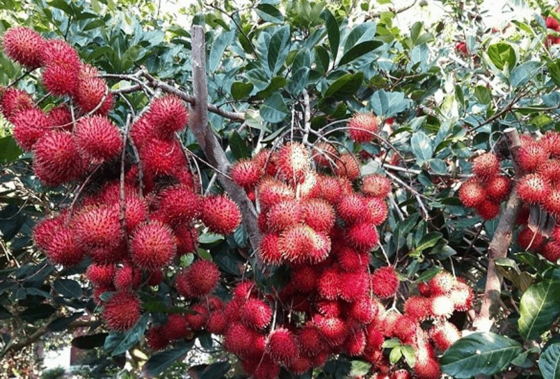 Trung Quốc là thị trường nhập khẩu lớn nhất của trái cây Việt Nam.