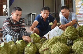 Siết nhập khẩu, Trung Quốc yêu cầu ký lại nghị định thư 7 loại trái cây của Việt Nam