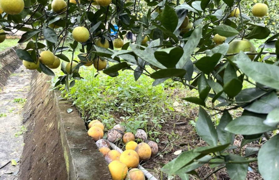 Sau nhiều ngày bị ngập úng, cam Xã Đoài bắt đầu rụng vàng cả gốc