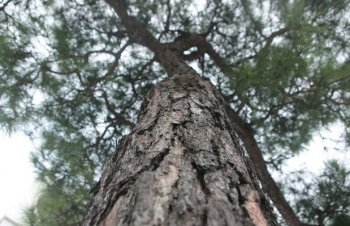 Bỏ 80 triệu mua ‘khúc củi khô’ bất ngờ tạo ra kiệt tác cây thông dáng độc lạ xếp vào hạng cây triệu đô