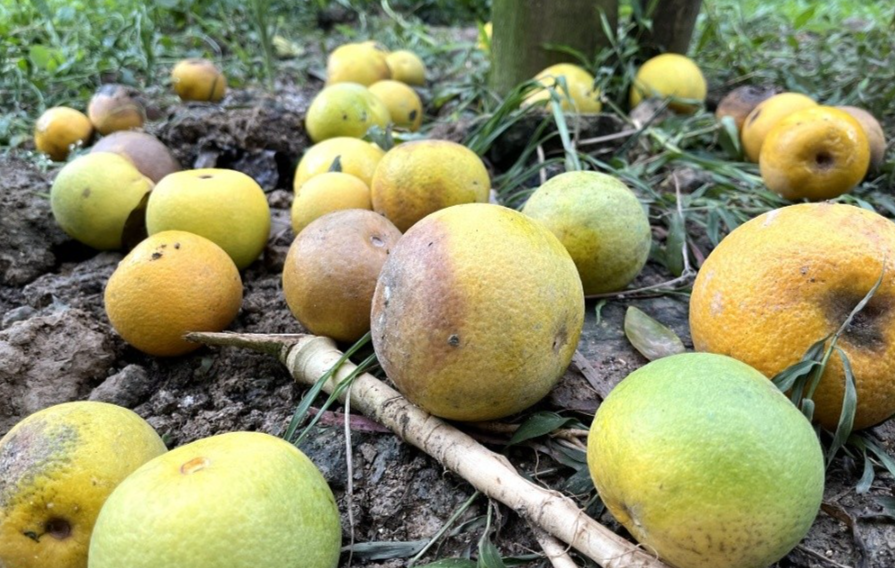 Cam rụng lâu ngày không kịp nhặt, đã bắt đầu thối rữa dưới gốc, mương thoát nước