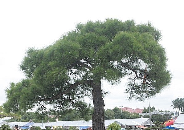 Gần 10 năm chủ nhân mới kỳ công tạo tác được bộ tay cành cho cây thông độc đáo này.